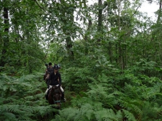  paso en el bosque 